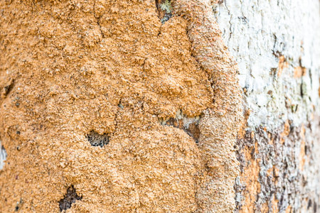 Dampwood termites decay timber by consuming wood or cellulose. Their faecal pellets stick to the...