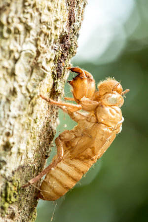 Cicada is an insect that lives underground, and consumes sap from tree roots. Once grown-up, it digs...