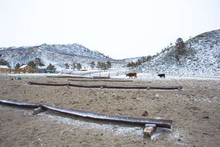 Livestock farmers in Siberia let their cattle freely roaming within the area of the farm. The farmers install drinking water troughs for the cattle, but the water source is insufficient in the winter.の写真素材