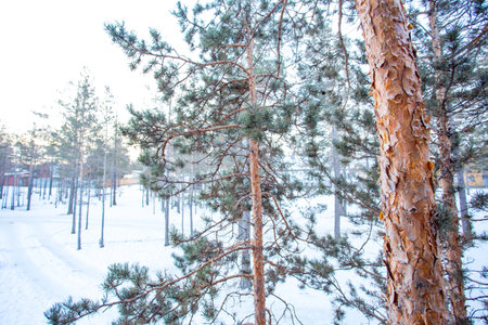 Pine trees are coniferous plant that have leaves always green all over the year. This plant is tolerant of the severe winter at the temperature down to about minus 60 degree celcius.の写真素材