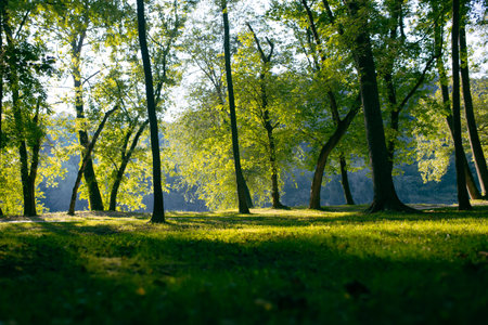 Shady field with treesの写真素材