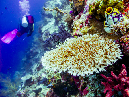 Diver at the colorfull coralsの写真素材