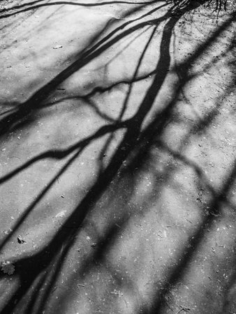 Black and white image of the shadows of trees in a forestの写真素材