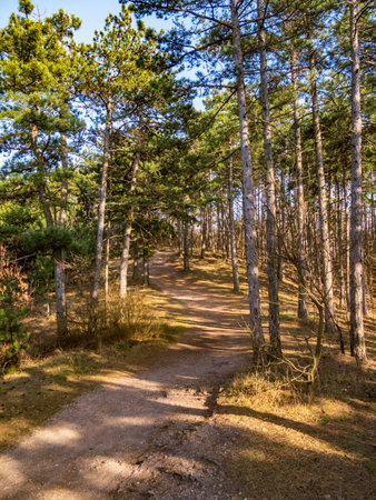 Path in the forest in the Pilis mountains in Hungaryの写真素材