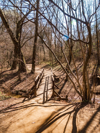 Path goes over a bridge in a forestの写真素材