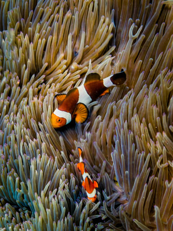 Clown fishes at the coralの写真素材