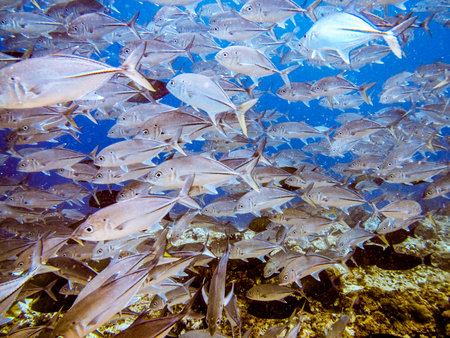 Group of fishes swimming awayの写真素材