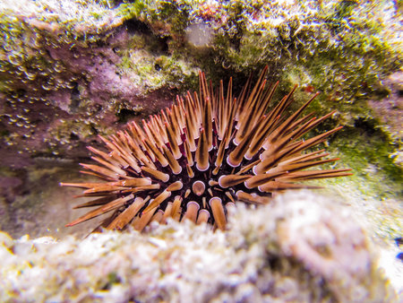 Sea urchin at the sea bed between rocksの写真素材