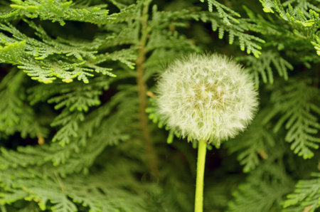 Dandelion