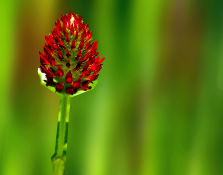 red flower umbelの写真素材