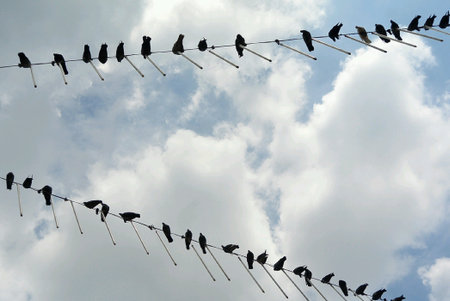 Pigeons  on Wireの素材