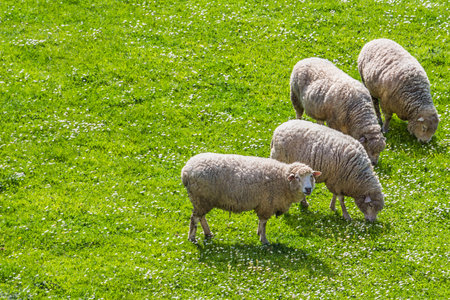 Sheeps grazing while one looks at the observer with text space at their backの写真素材