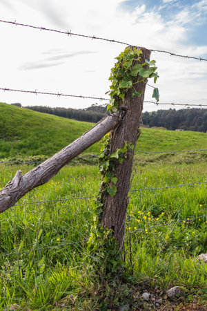 Single fence post propped by one pole and shrouded in ivyの写真素材