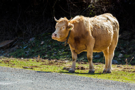 Brown tame bull pacing towards a pathway, with text spaceの写真素材