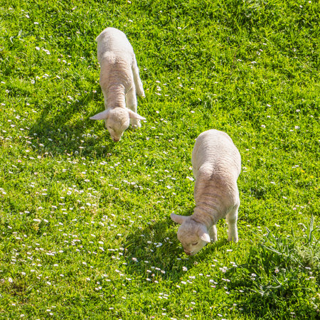 Two lambs grazing leisurely on a daisy laden meadowの写真素材
