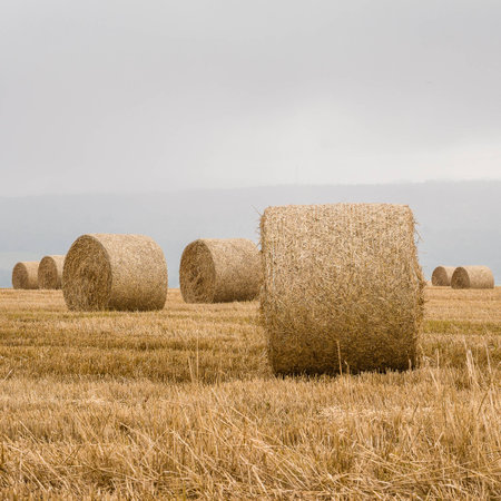 Squared closeup of round straw bales on the stubble of a harvested field in Scotland UK under a gray sky providing soft light and with text spaceの写真素材