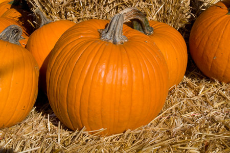 A photo of several pumpkins resting on bales of straw. They are offered for sale prior to Halloween.の写真素材