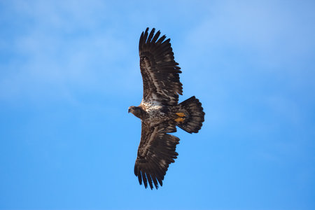 An american bald eagle in flight の写真素材