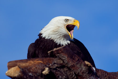 An American Bald Eagle resting on a perch 