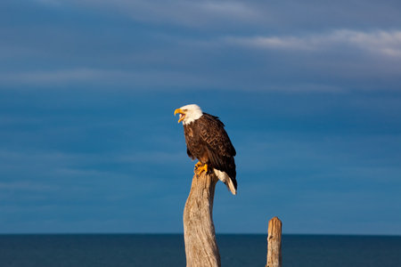 A photo of an American Bald Eagle resting on a perch  The photo was taken in Homer, Alaska の写真素材