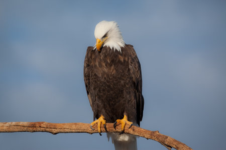 Photo of an American blad eagle sitting on a tree branch  There is blue sky in the background の写真素材