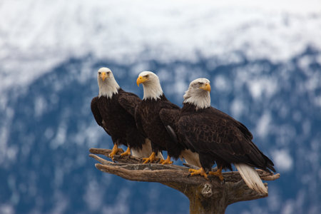 A photo of 4 American Bald Eagles on a perch  The photo was taken in Homer, Alaskaの写真素材