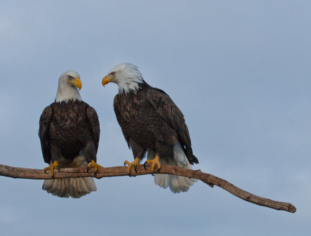 A photo of two bald eagles taken resting on a tree limb の写真素材
