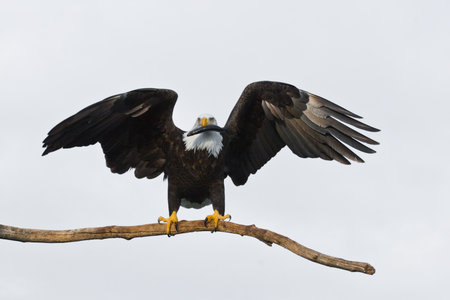 A photo of an American bald eagle on a perch with its wings spread   It is holding a fish in its beak  It was taken in Homer, Alaska  The background is a an off-white sky の写真素材