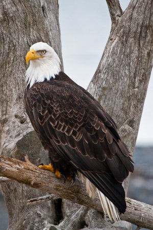 Bald Eagle resting on a perch 