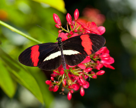  black, red, and white butterfly on a red flower の写真素材