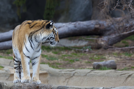 Photo of a Siberian Tigerの写真素材