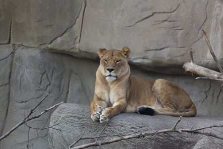 Photo of a female lion  Panthera leo  resting on a rock の写真素材