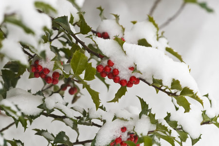 This is a close up image of a snow covered holly bush with red berries の写真素材