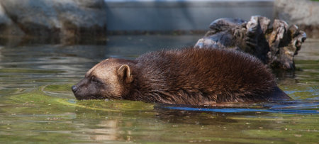 This is a photo of a wolverine swimming in a pond.の写真素材