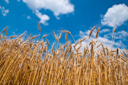 Wheat field and blue sky with cloudsの写真素材