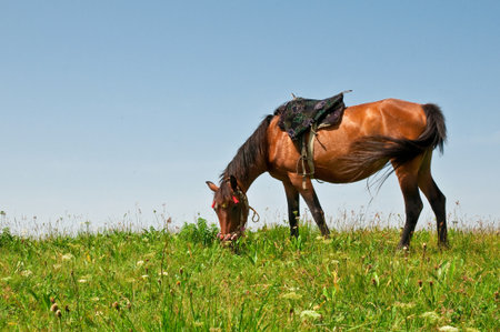 Horse on a summer mountain pastureの写真素材