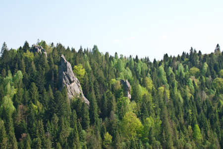 Rock and trees in summerの写真素材