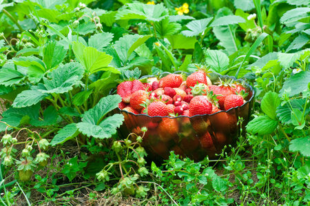 Full bowl of strawberries in the strawberry fieldの写真素材