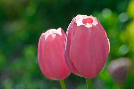 Tulips in the fieldの写真素材