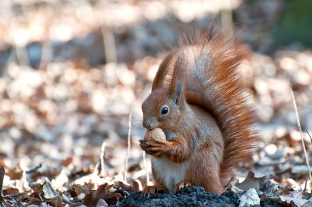 Squirrel with nut  Spring day の写真素材