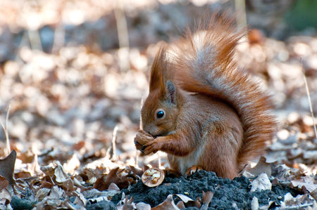 Squirrel with nut  Spring day の写真素材