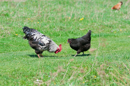 Hens and rooster in the meadowの写真素材