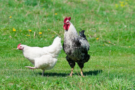Hens and rooster in the meadowの写真素材