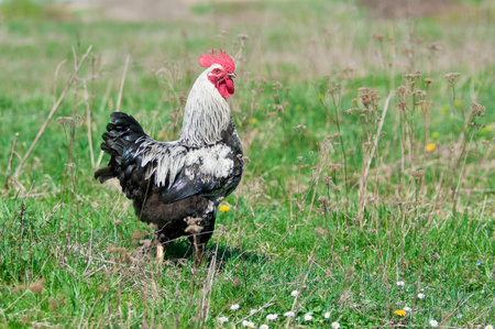 Rooster in the meadowの写真素材