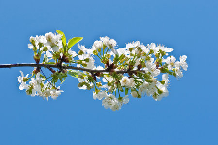Flowering of cherrytree on blue sky backgroundの写真素材
