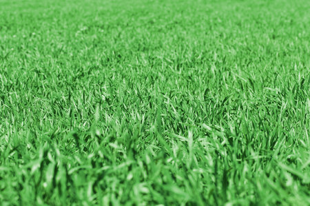 Green grass natural backgroundの写真素材