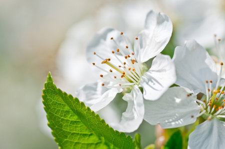 Cherry blossoms in springの写真素材