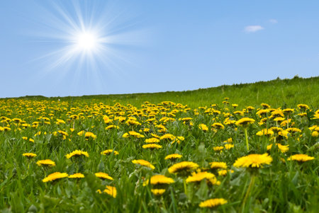 Beautiful spring meadow in sunny dayの写真素材