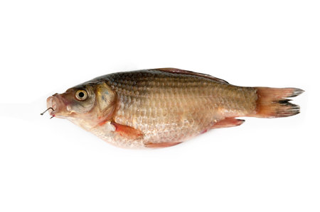 Fish on the hook on a white background