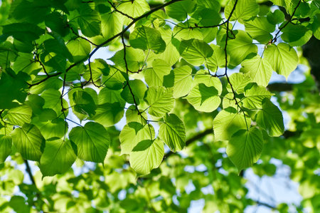 Green leaves background in sunny dayの写真素材